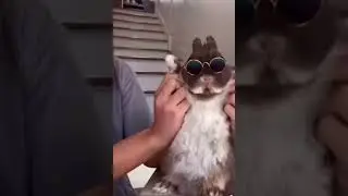 Dancing Bunny