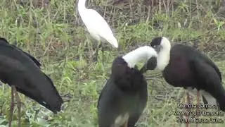 Amazing Woolly necked Stork & Spoonbills At The Lagoon - Must Watch