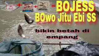 Umpan BOJESS 🔴bikin betah di empang