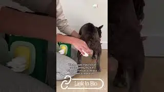 Dog Wipes #shorts #trending