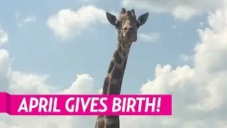 April the Giraffe Gives Birth: It's a Boy!