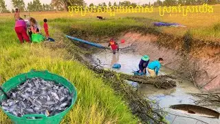 បូមស្រះចាប់ត្រី២០២៦.Happy family catching fish 🐟 