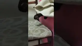 кто там? #cat #кот #мило #забавныекоты #вау #сюрприз #смешно #смех #мур #мяу #видео #интересно