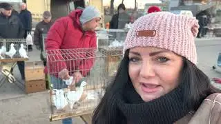 TARG GOŁĘBI W ELBLĄGU. SZUKAM KRÓLIKÓW I PAWIA DO MOJEJ HODOWLI❤️😍❤️ 6.03.22