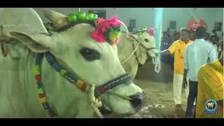 2018 Tenali ongole bull race -(సీనియర్స్- విభాగం) Koneru Niroop Garu, Bobbarlanka, - 1849.02 feet