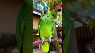 Que dulce voz y que bien canta 😍🦜 #humor #birds #pets #animals #art