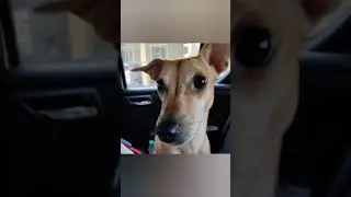 Cute doggo pixie enjoying sticking her head out the window. Does your doggo enjoy long drives?
