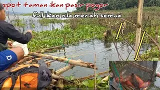 MANCING CIRATA‼️full strike ikan nila merah meski cuaca hujan extrem