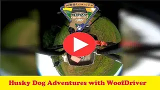 Husky Dogs Free Ranging 360 Degree Views on the Farm
