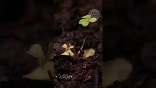 wood sorrel growing leaves over 10 days #shorts