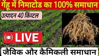 निमाटोड पर चर्चा सम्पूर्ण् जानकारी live.