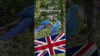Are Those really British Parrots? #terramatters #parrot #macaw #uk