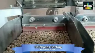 The Art of Chickpea Color Sorting: Behind the Scenes