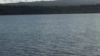 Big Bonefish tailing (zoom it up)