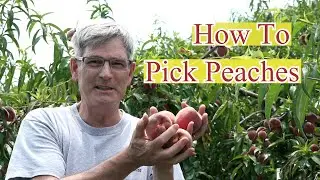 How to Pick Peaches