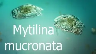 Mytilina mucronata