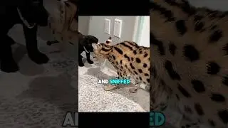Cane Corso Puppy Meets Savannah Cats for the First Time 🐶🐱❤️