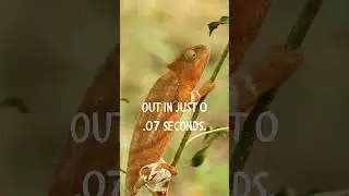The Fastest Tongue in the World!