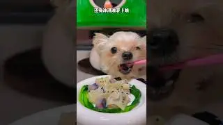 Hand-Feeding My Loyal Companion🐕🍜🐕| Pet Tales #pettales #shorts #shortvideo #short #subscribe