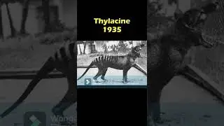 Last Photos of Extinct Animals - Part 1
