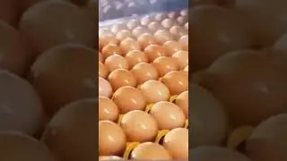 🥚Egg Factory | Egg Processing Machine | Automatic Processing & Packing Line |Egg Separation #shorts