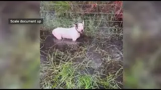 Dog Tied To Pole Rescued By Florida Highway Patrol Hours Before Milton Made Landfall