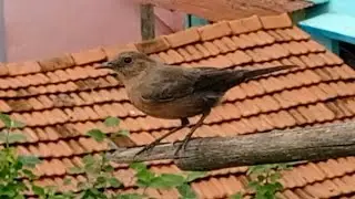 Indian brown rock chat bird.