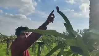 #Naati #pinck# Dragon fruit farming #Tamilnadu #denkkini kotee# subscribe my youtube channel #
