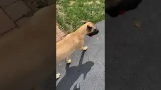 Great Dane pup well behaved