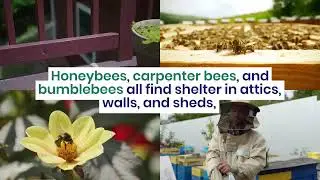 Buzzing Trouble in Toronto? When You Need Professional Bee Removal! 🐝🏠 | Pesticon.com