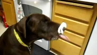 Thor Licking Whipped Cream Off Nose