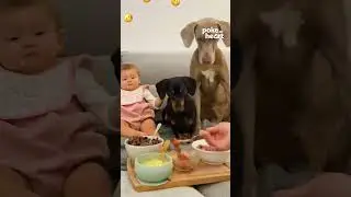 Dad Feeds Baby and Dogs While Eating Simultaneously