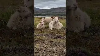 The sheep enjoy the unspoiled nature of The Hvammsv&iacute;k estate, like other guests at the hot springs #