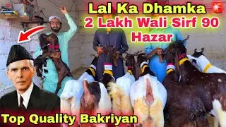 Lal Goat Farm Ki Sab Se Bari Offer ❌| 4 Bacho wali Top Quality Bakriyan | Goat Farming | Bakra Mandi