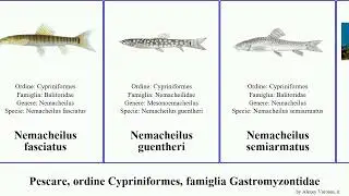 Pescare, ordine Cypriniformes, famiglia Gastromyzontidae schistura nemacheilus fish dario savona