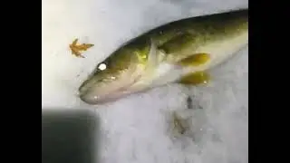 Monster Walleye 9lbs 3oz 29