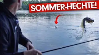 Darum ist Sommer die BESTE HECHTZEIT🐊 I Krasse Bisse im Flachwasser