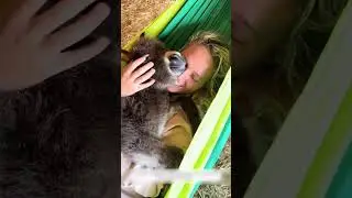 Ослик потерял дом и пришел к людям просить помощи