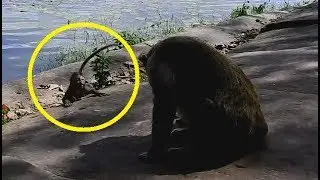 King Achep screams loudly to baby Timo| Poor baby Timo scare king Achep soo much.