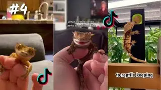 Crested Gecko / TikTok & İnstagram Compilation  2023  4K  PART 4