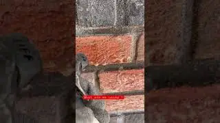 How to CLEAN bricks 🧱 #bricklaying #bricklayers #shorts