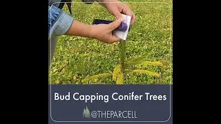Managing Deer Browse with Bud Capping