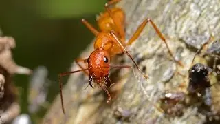 Macro Photography for Nikon DX Cameras