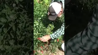 Serrano Pepper harvest #garden #gardeningtips #peppers #mulch