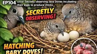 EP104 นกเขา Secretly observing Java Doves incubating their eggs to produce chicks #birds #dove
