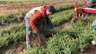 Lifting Season at the N.H. State Forest Nursery - N.H.  Division of Forests and Lands