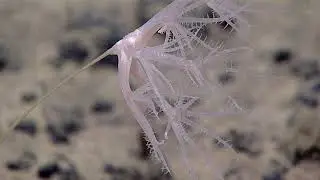 Mariana 2016 - Exploration Okeanos Explorer