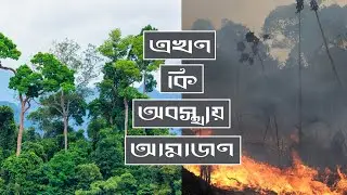 আমাজন এখন কি অবস্থায় রয়েছে ভিডিওতে দেখুন | Amazon Rainforest On Fire #prayforamazon
