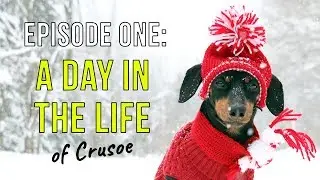 Ep 1: A Day in the Life of Crusoe the Dachshund - The First Episode