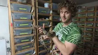 Another Ball Python Clutch! Sunset Ultramel Pieds???